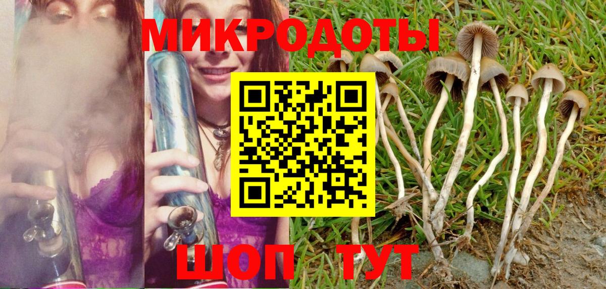 Псилоцибиновые грибы Cubensis Зеленогорск